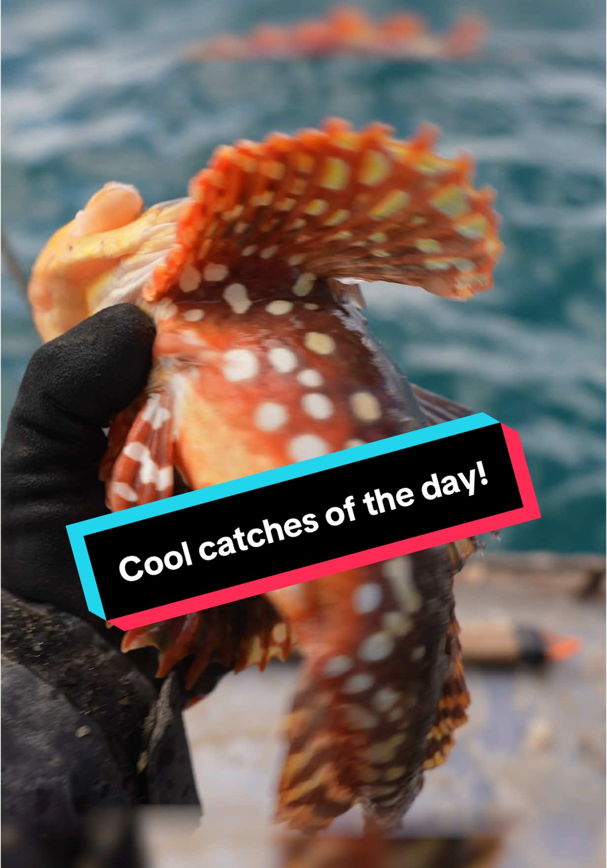 Top 5 coolest catches of the day! #maine #lobster #fishing #seafood #interesting #educate #learn #coolcatch #rare #creepyocean 