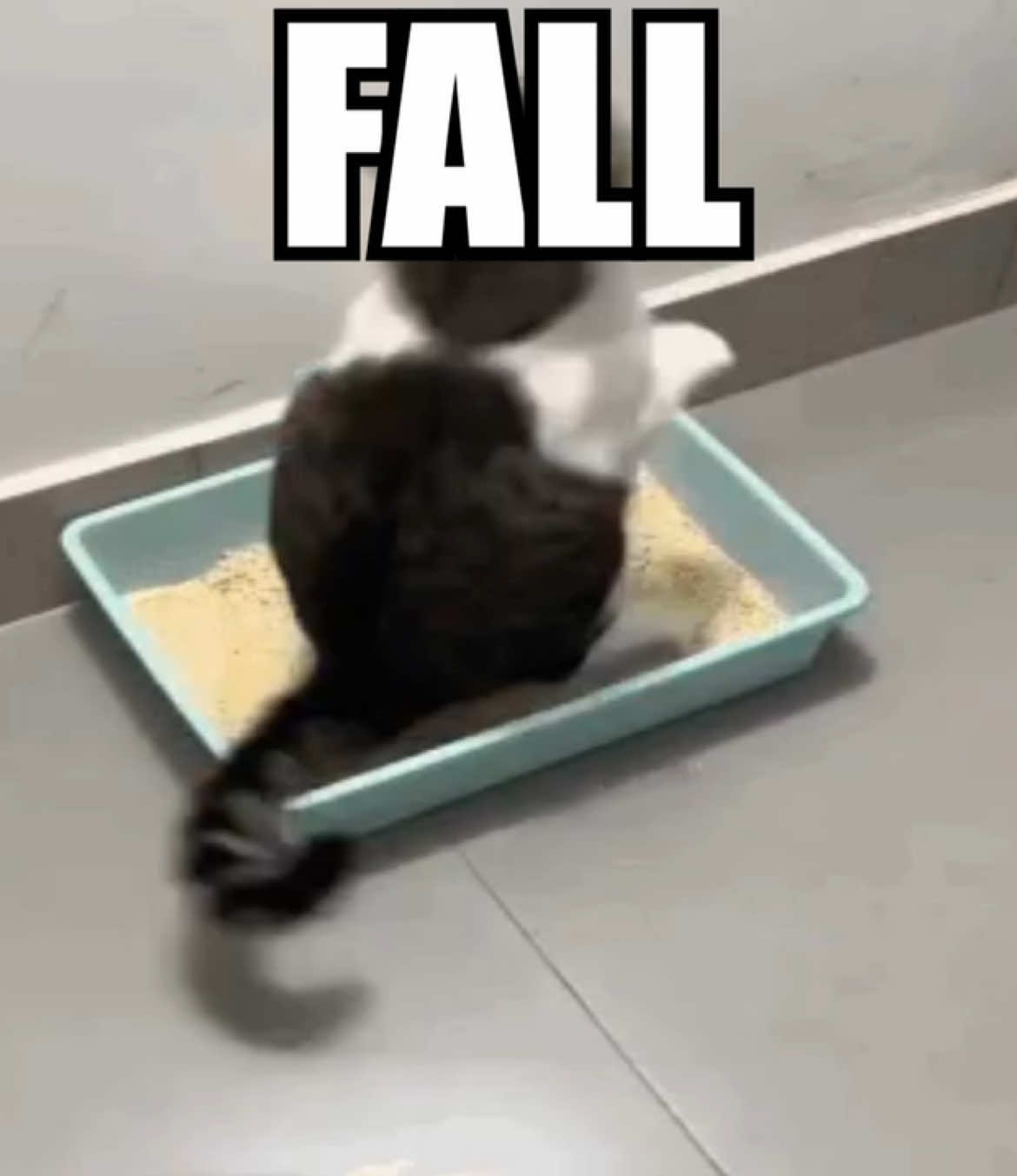 fall #catcore #cats #cattok #catsoftiktok #foryou #fyp #lyoshnka 