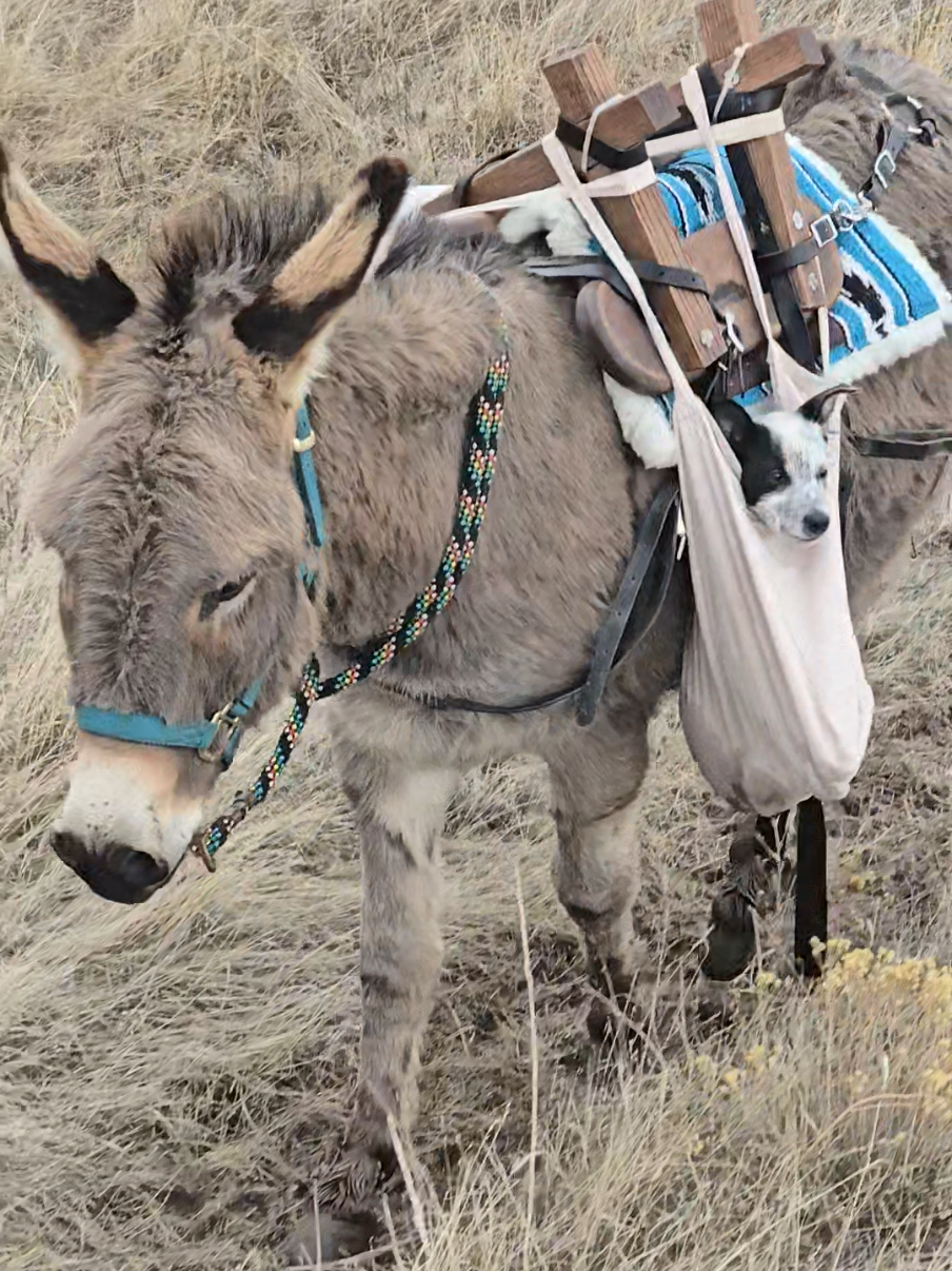 It's a hard life caring for a puppy on the trails! #trailriding #donkey #donkeysoftiktok #horsegirl #singlemomwhoworks2jobs #packing #packdonkey #montana #puppy #adventure 