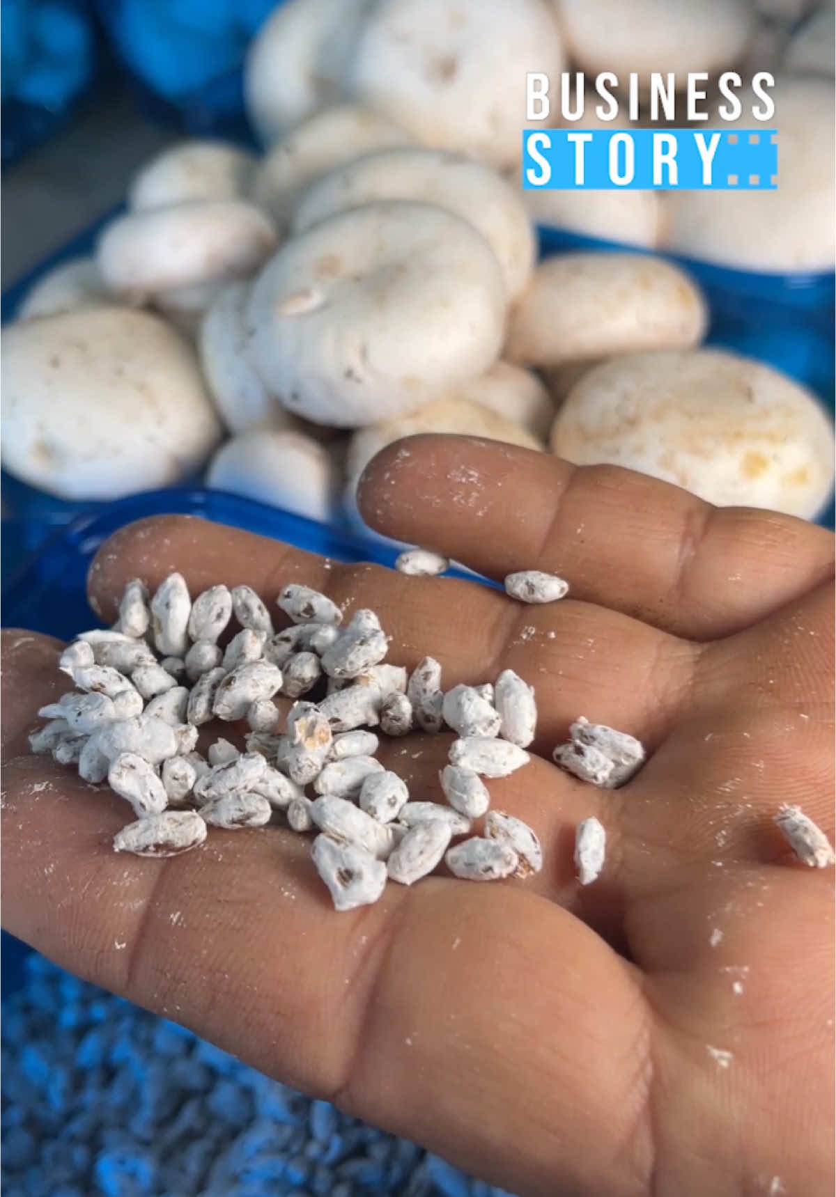 مشروع نموذجي لانتاج الفطر في تونس A successful project for mushrooms production in Tunisia @farm champignon tunisie #مشاريع_ناجحة #مشاريع_صغيرة #مشاريع_منزليه #ابتكارات_وابداعات #مشاريع_تجارية 