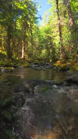 Rising up from crystal-clear waters to reveal the tranquil beauty of a creek winding through the forest—a perfect escape into nature’s serenity 😌 #nature #Outdoors #cinematic #calm #creek 