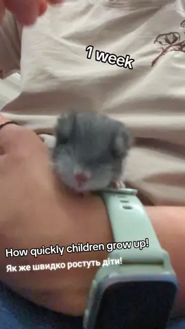 Chinchilla Kit – 3 Weeks Old At three weeks old, chinchilla kits grow rapidly and become more active. They start exploring their surroundings, nibbling on hay and pellets, and developing their jumping skills. Their fur becomes fluffier, and they gain better coordination. Although they still nurse, they gradually become more independent. Шиншильонок – 3 тижні У тритижневому віці шиншильонята швидко ростуть і стають більш активними. Вони починають досліджувати навколишнє середовище, пробувати сіно та гранули, а також розвивати навички стрибків. Їхнє хутро стає пухнастішим, а координація рухів покращується. Хоча вони ще харчуються молоком, поступово стають більш самостійними. #Bellucci🐭 #шуша #шиншилаУкраїна #шиншила #chinchillalife #chinchillasoftiktok #chinchillacare #chinchillaworld #chinchillapets #exoticpets #fluffypets #smallpets #chinchillalovers #petstory #cutechinchilla #chinchillakit成长 #chinchillababy #chinchillalove #babychinchilla 