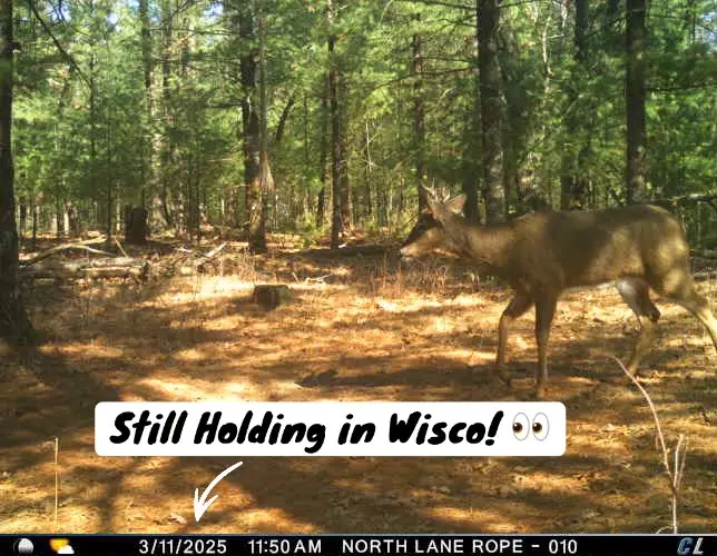 No wonder im not finding any sheds 😂 Moving target! 🦌 • • • #deerhunting #deerseason #deer #whitetaildeer #deerhunt #shedantlers #shedhunting #bowhunting #whitetail #hodagoutdoors #whitetailbuck 