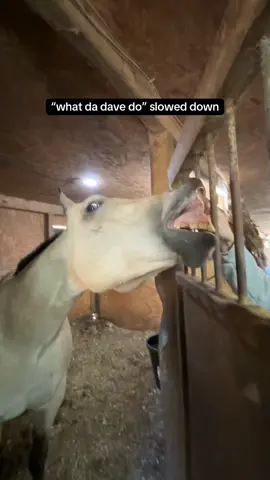 he’s so sigma #horse #horsesoftiktok #horsesontiktok #horseshow #horses #gelding #geldingsoftiktok #horsetok #horsegirl #equestrian #eq #equine #equestrianlife #horselife #horselover #equestriangirl #buckskin #buckskinhorse #funnyvideos #funnyhorse #fyp #fy #fypシ #fypage #fypシ #fypシ゚viral #fypツ #fypシ゚ #foryoupage #foryourpage #4you #4u #foruyou 