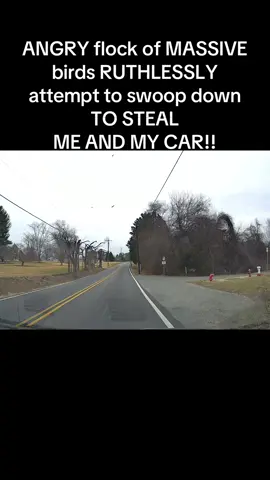 Birds these days SWEAR there pterodactyls 💔😭#dashcam #car #fyp #driving #ohshit #bird 