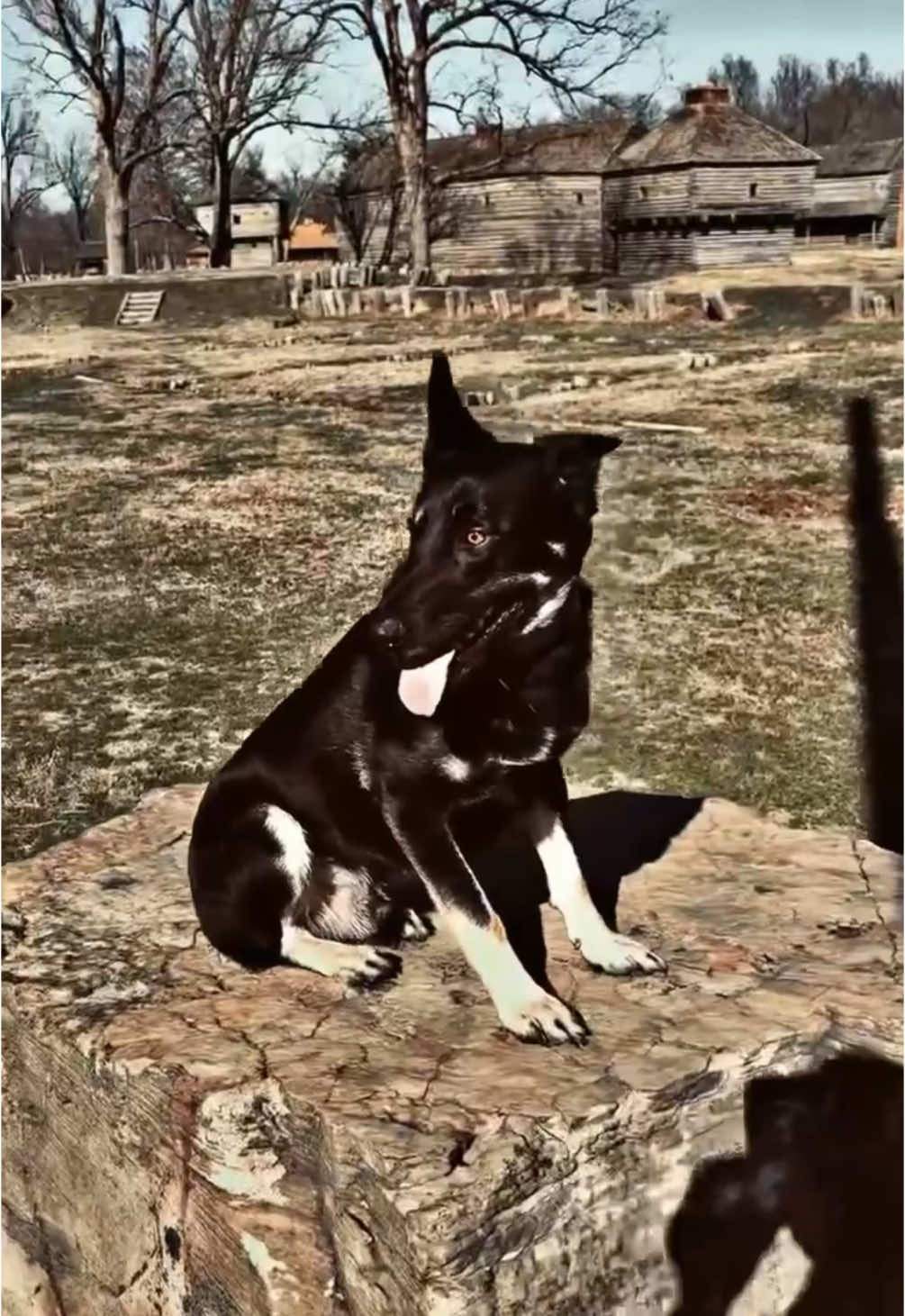 My baby enjoying his timing at the park #shepherd #philcollins #park #fyp #belgiummalinois 