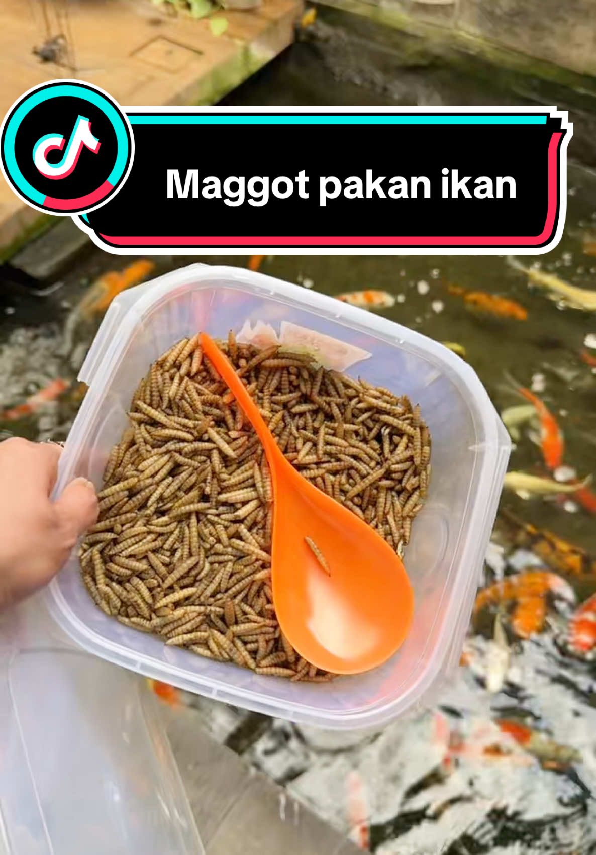 Makanan protein tinggi untuk ikan di rumah, maggot kering nih bun.. #maggot #maggotbsf #pakanikan #pakanikankoi #mbaknelaa #pakanikanhias #maggotkering #hobimancing 