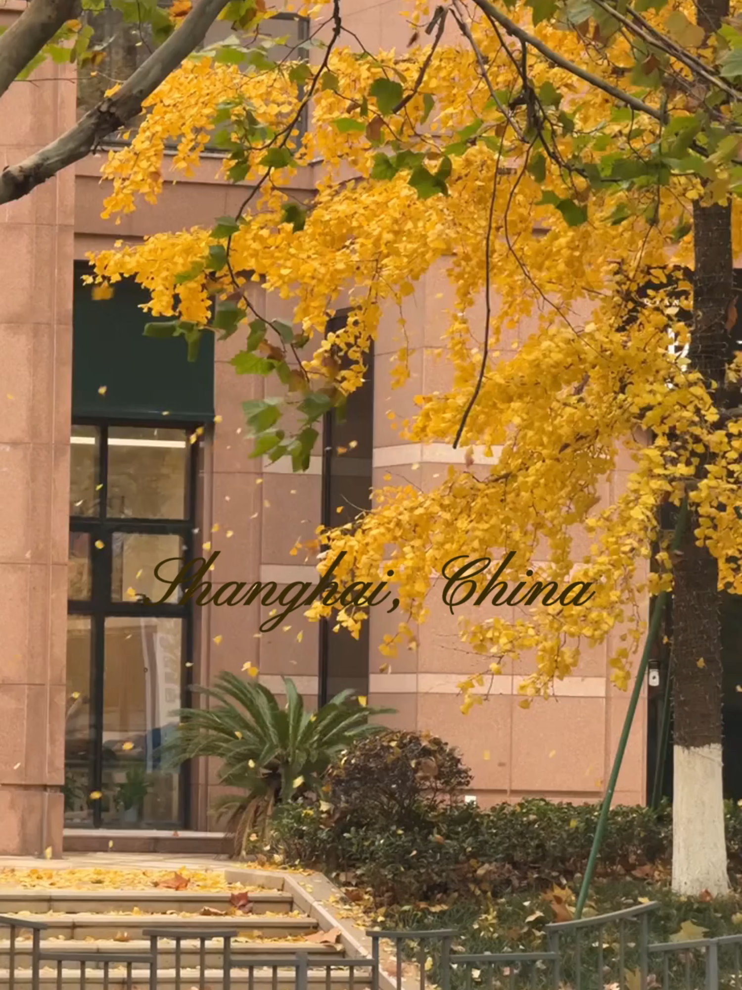 Autumn in Shanghai#fyp #travel #beauty #views #traveltiktok #China #vibes #travellife #Lifestyle #chinalife #shanghai #autumn
