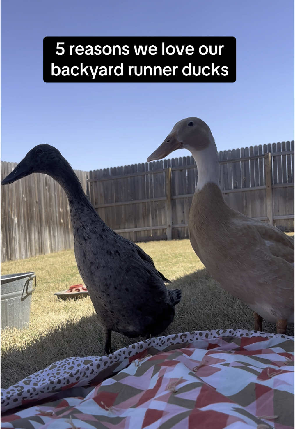 5 reasons we love our runner ducks! What did we miss?? #ducks #ducktok #farmlife #runnerducks #petduck #funnyanimals #indianrunnerducks #fyp #ducksoftiktok #duckeggs 