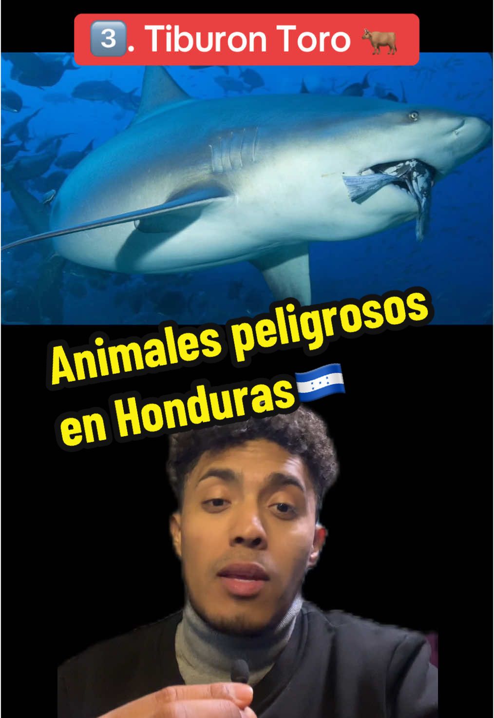 Seven wild Honduran 🇭🇳animals you’d never mess with #catracho #honduras504 #hondurantiktok #naturalesa #creadordecontenido #latinosenusa #504 