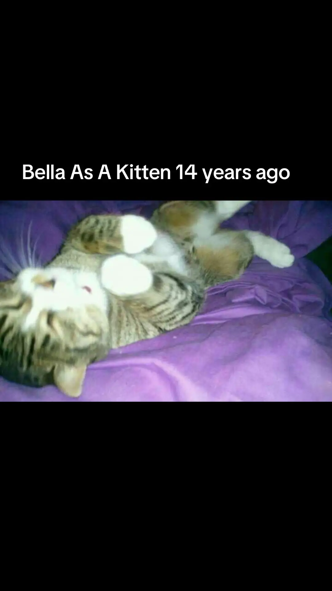 #Bellathecat #catsoftiktok #bella324 #purr 