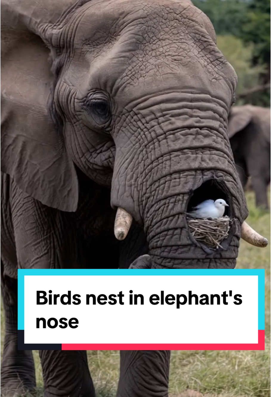 Nature brings surprises #animals #wildlife #usa🇺🇸 #wildanimals #wildnature #america #fypシ 