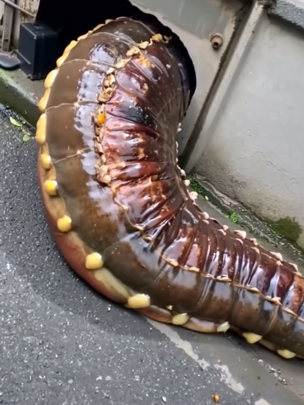 Chicago's sewer slugs are getting huge 🪱 #unsettling #sewers #slugtok #slugs #cryptids #cryptidsandcreatures #cryptidtiktok #cryptidsighting #cryptidcore #chicago 