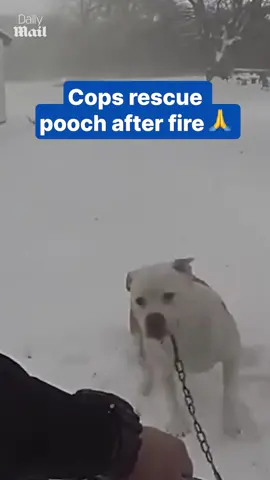 Quick-thinking cop rushes to save dog from fire  #news #cop