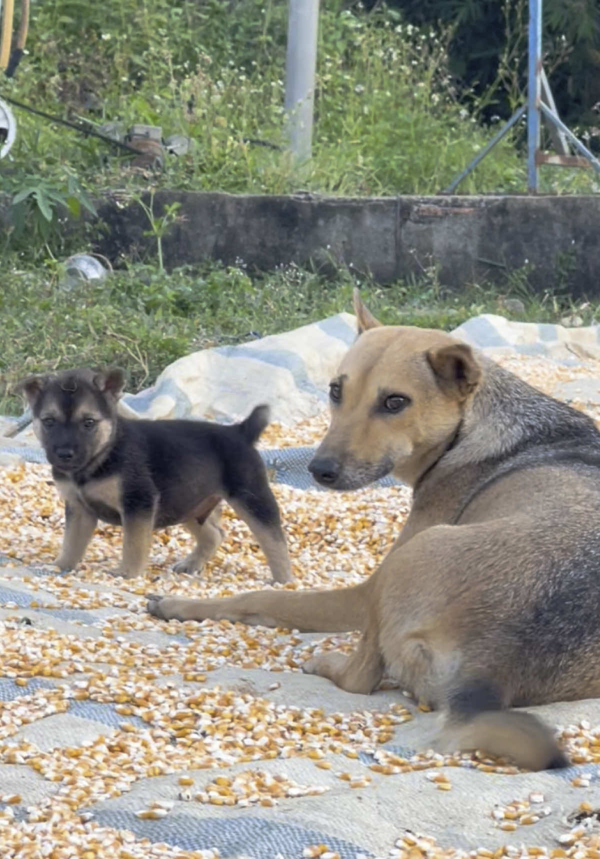 “Mong cậu mỗi ngày đều sống như một bông hoa đang nở, không phải để làm đẹp lòng người khác, mà là để tỏa hương cho chính mình…”