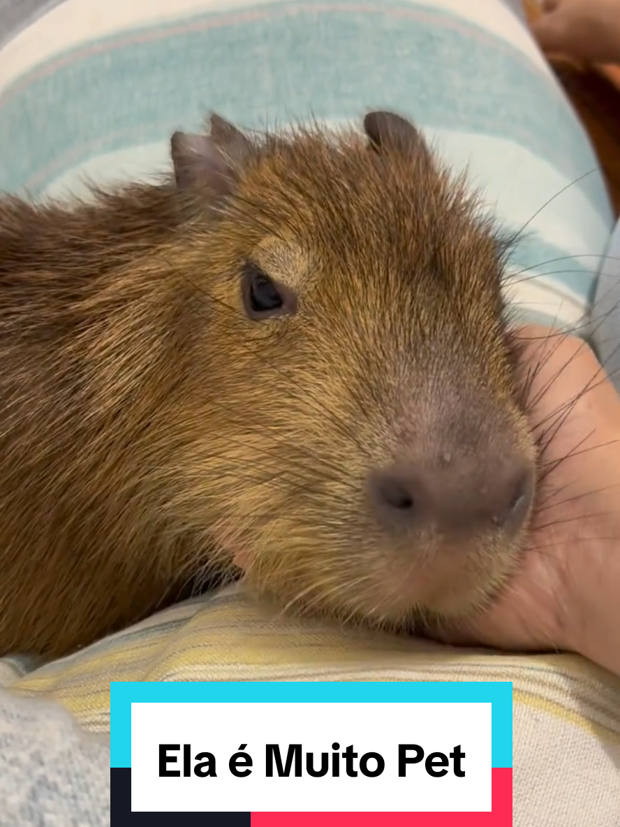 Capivaras gostam de espreguiçar no sofá também 🤣🤣🤣🤣  #cutecapibara #pet #capybara #capybaralovers 