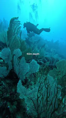 Narcosis almost hit me.  #scubadiving #diver #ocean #fyp 