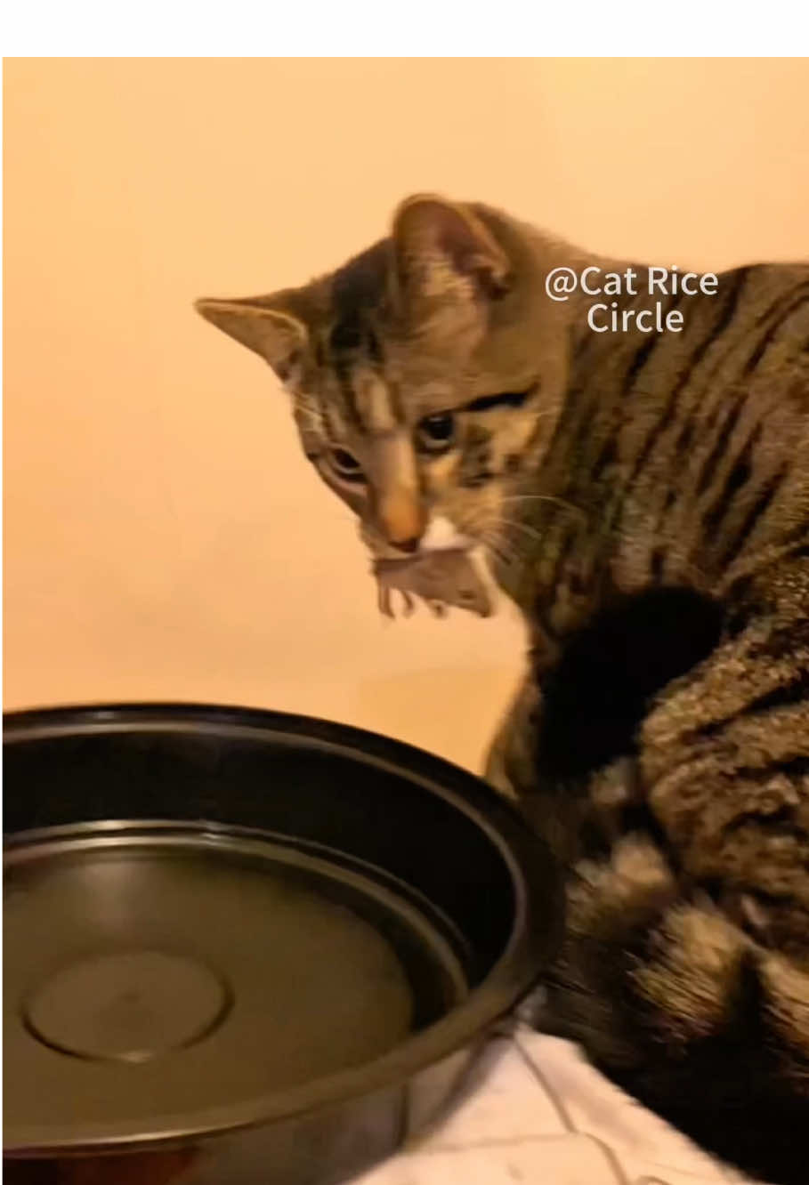 Cats catch mice#cat #funnyvideo #funnycat #fyp #kitty 