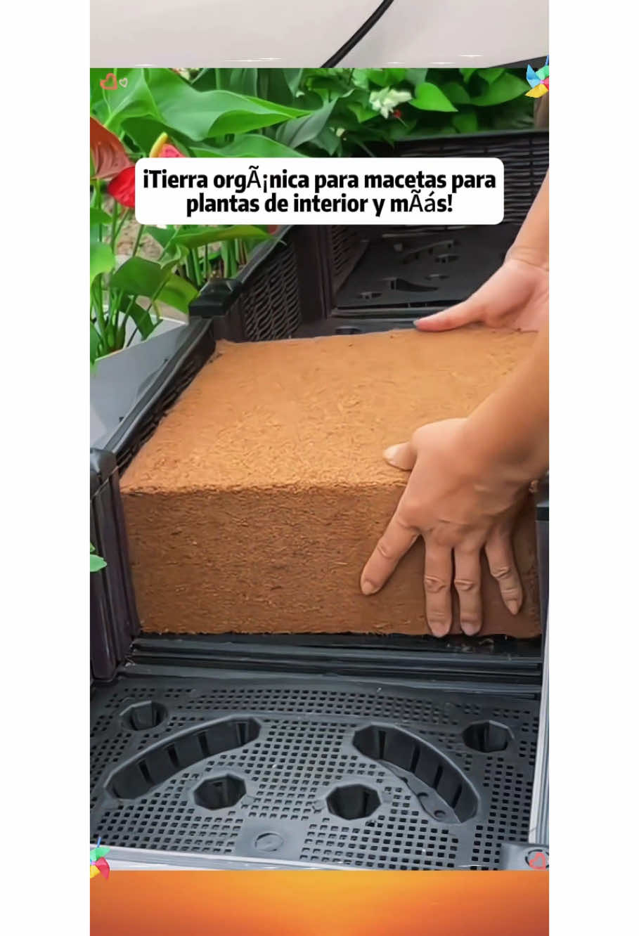 Coconut coco coir brick #soil #plant #TikTokShop #fyp #good #foryou 