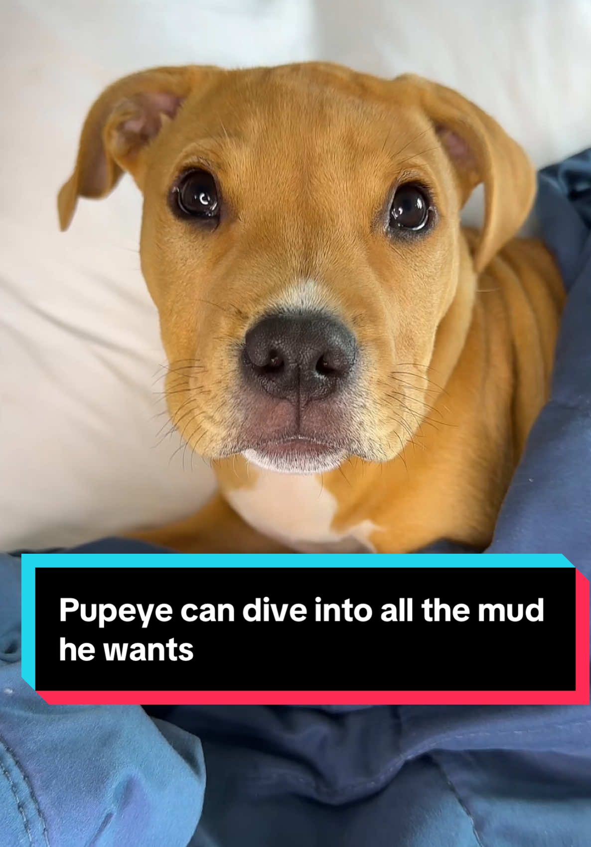 Pupeye can dive into all the mud he wants, yet still snuggle up with me in his own bed next to mine. 🐾🛏️  @Sleepy Hippo Bedside Pet Bed #dogbed #dogs #pets #pitbull #pitbullsoftiktok #dogsoftiktok 