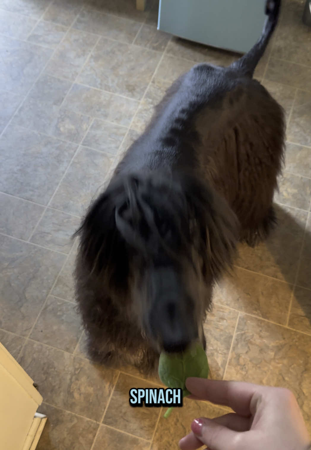 Giving the boys their daily greens🌱 #afghanhound #spinach 