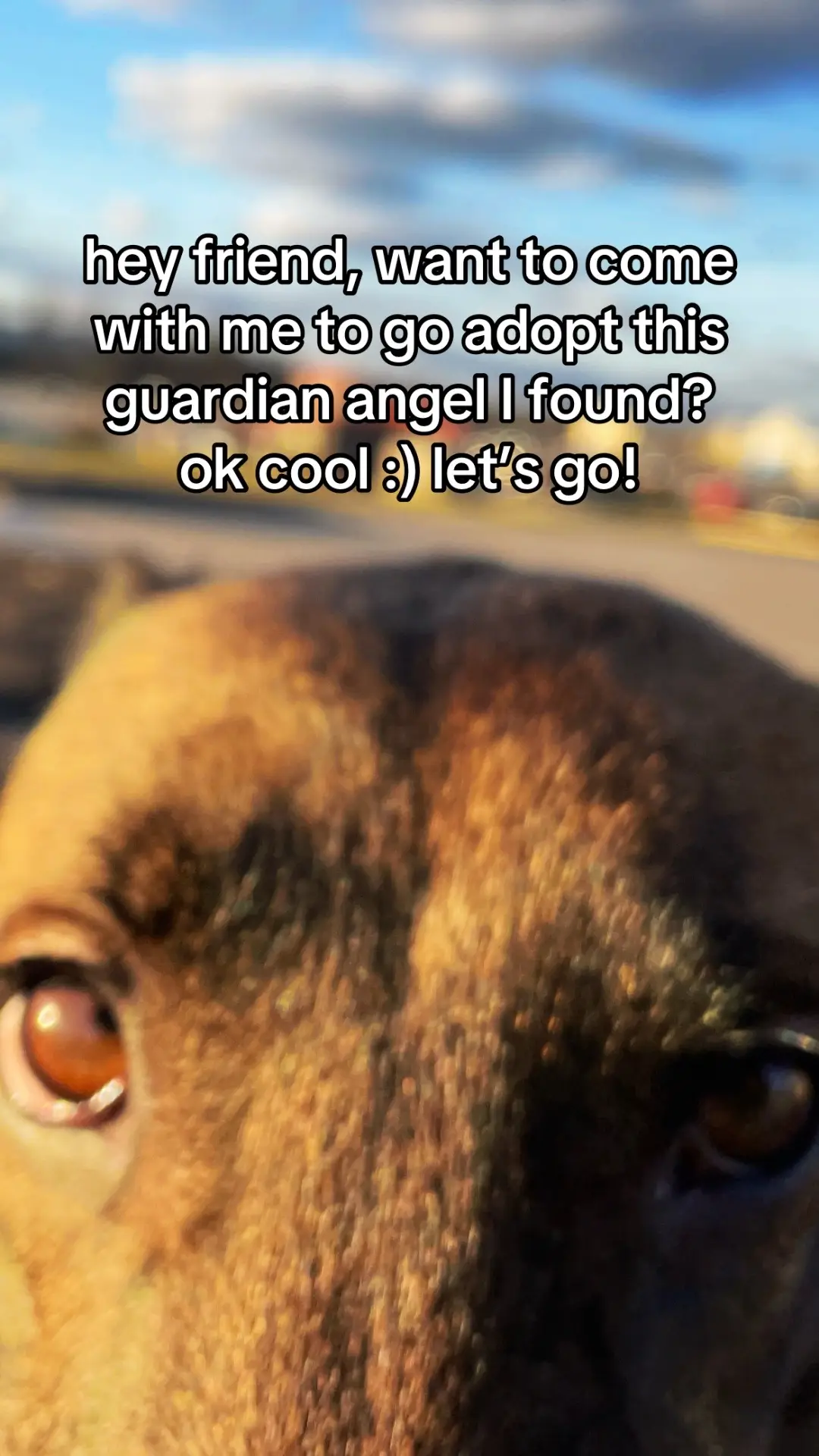 🐕 Welcome to the Department of Guardians! 🐕  here we have our rookie in training, Zilla (formally known as Sid) who is preparing for their 1st day out on the job as a Guardian Angel,  join us as she adjusts to her new assignment & show you the ropes on how she was able to apply for this position in the team!  #fyp #angel #guardianangel #belgianmalinois #dutchshepherd #germanshepherd #K9 #workingdog 