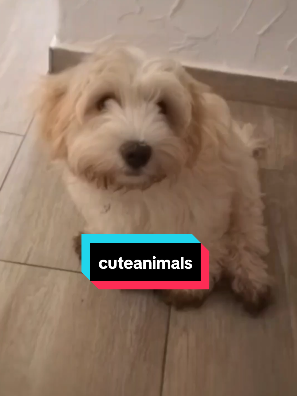 #fürdich #fyp #puppiesoftiktok #foryoupage #happydog #dogsoftiktok #happyathome #boma #cuteanimals #cuteanimalsoftiktok #fpyシ #dogs 