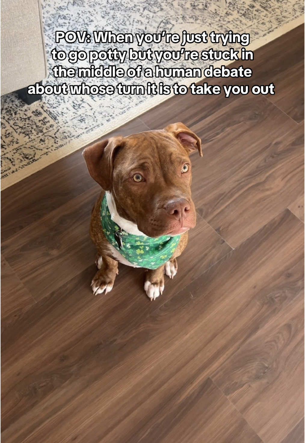 Potty politics, again.. 💩  #puppy #puppylife #puppycheck #puppytok #puppytiktok #puppysoftiktok #puppies #puppiesoftiktok #pitbullpuppy #pitbullpuppies #pitbullsoftiktok #potty #debate #debates #debating #politics #politicstiktok #viral #funny #funnyvideos #funnyforyou 