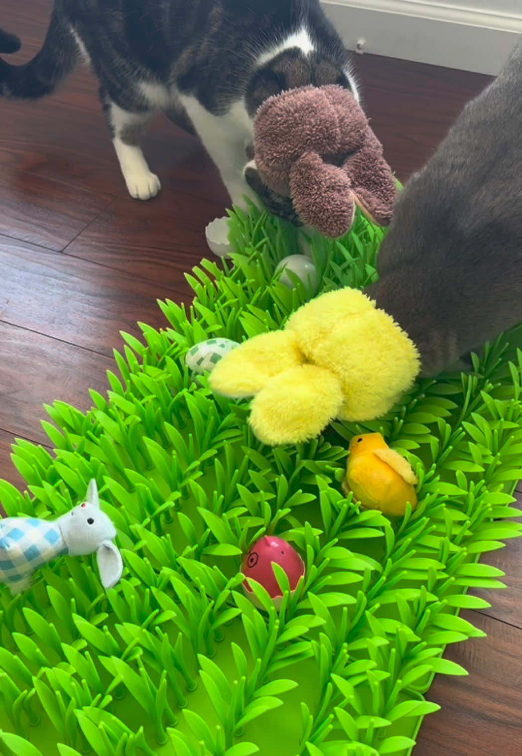 Easter egg hunt for my cats 🐱🐣    #catenrichment #asmr #feedmycat #catfood #catasmr #enrichmentforcats #eastereggs #easteregghunt 