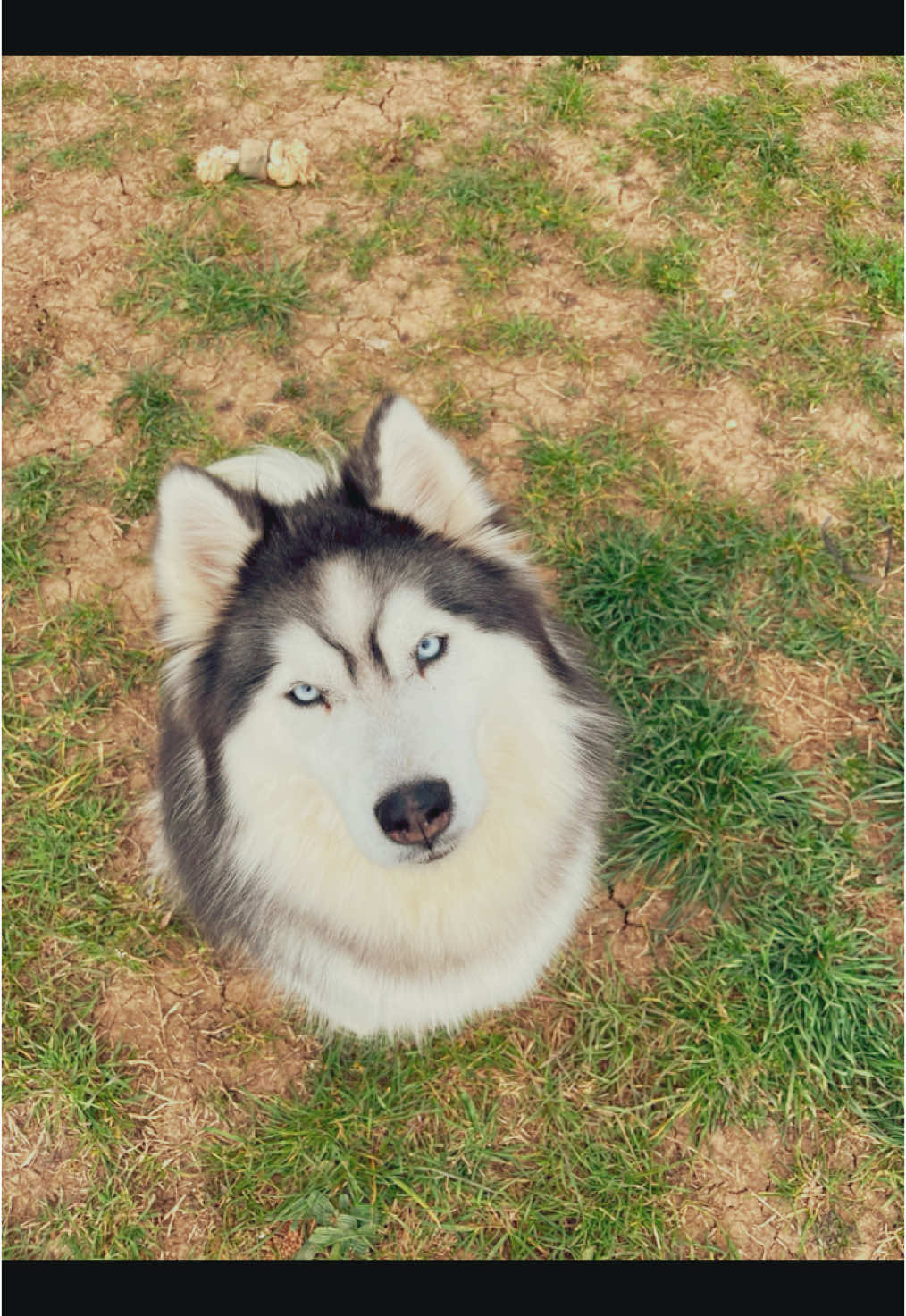 Les pensionnaires d’une partie du mois de mars et l’arrivée des chiens du Liban à l’adoption ! #bordercollie #bulldoganglais #samoyede #husky #goldenretriever #pensioncanine #petsitter #petsitterlife #pensioncaninedutao #animauxdecompagnie #pourtoi #fyp #gardiennagedanimaux #sudfrance #var #sauvetageanimaux @BETA FRANCE 