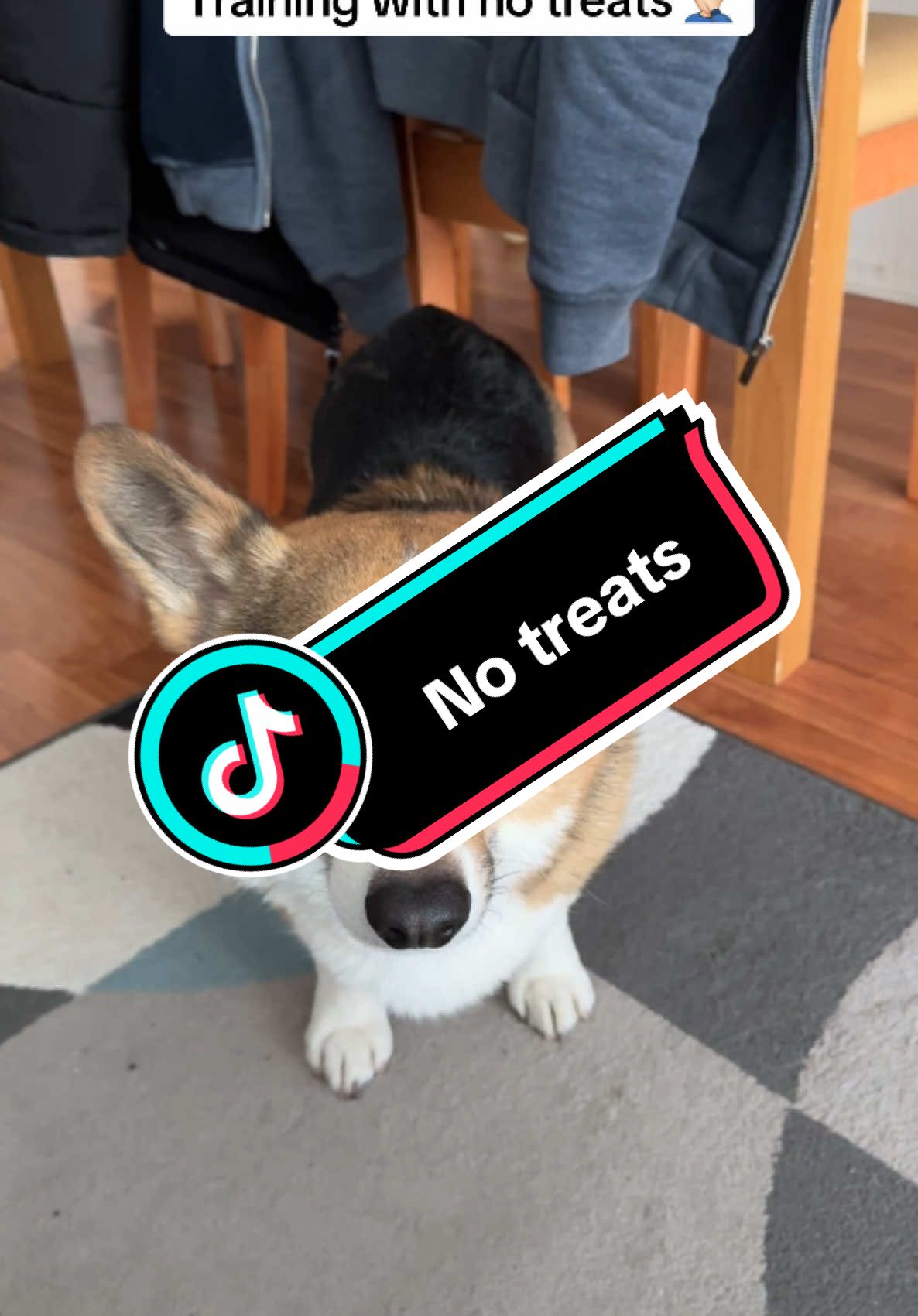 Training with no treats #fyp #corgi #corgisoftiktok #corgilife #dog #boop 