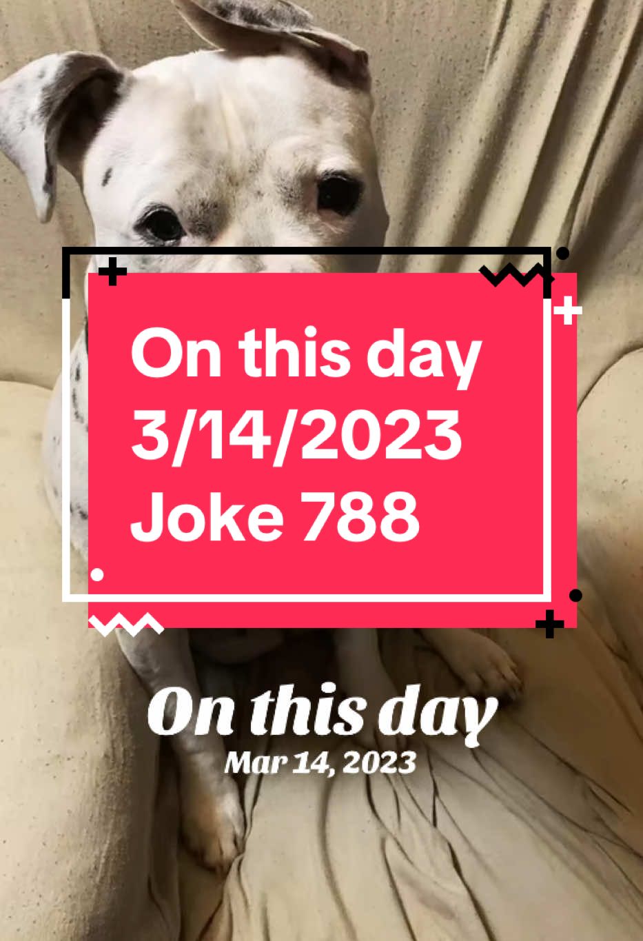 #onthisday Joke 788. #dixiejeauxbelle #dogsoftiktok 