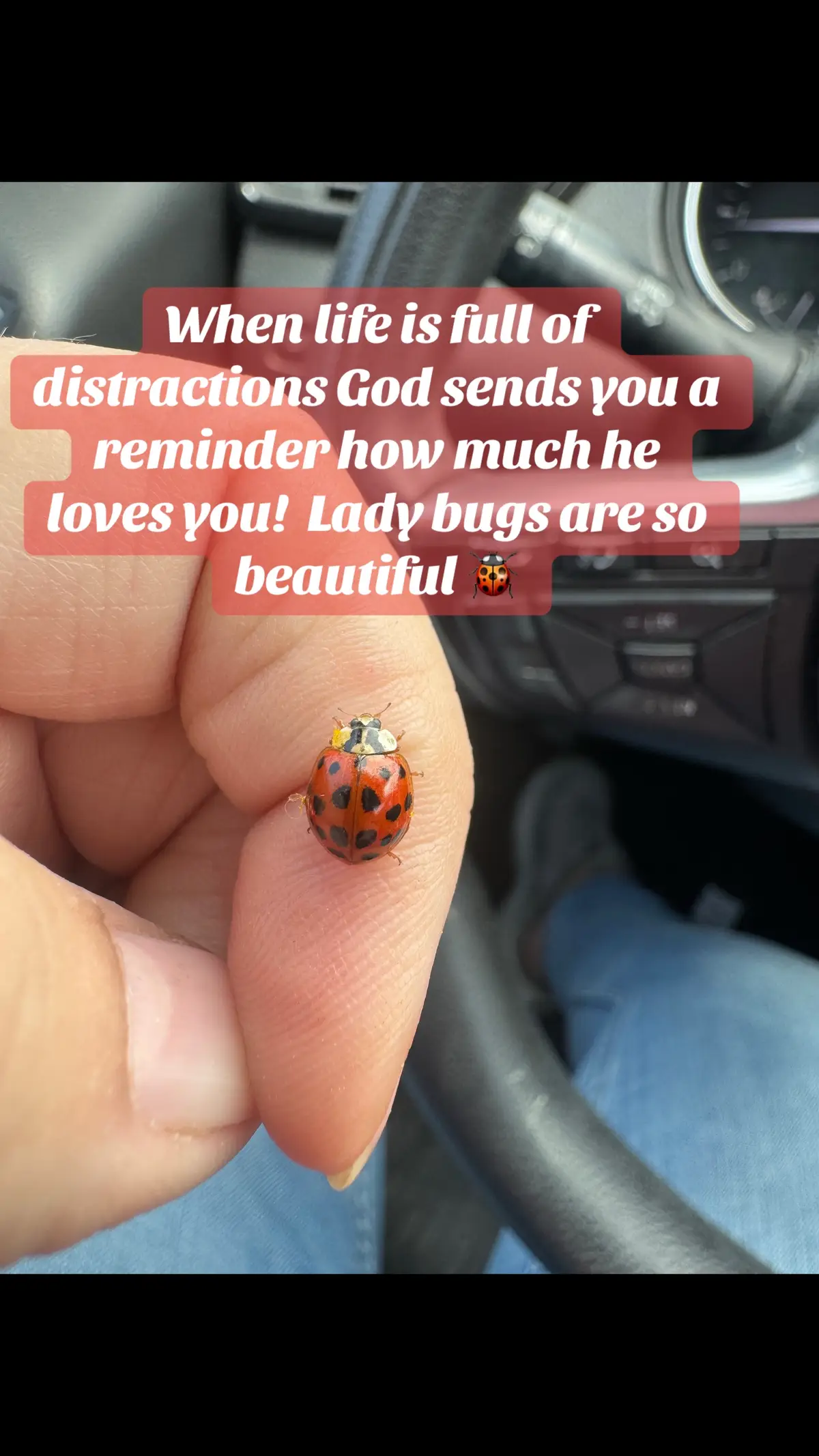 When a lady bug lands on you. You smile and make a wish and then it flies off ☺️ this lil’ beauty hung on  to me for quite a while before it flew away. Any one know what it may mean.  So many spots on its back too 😊.  It was neat. 