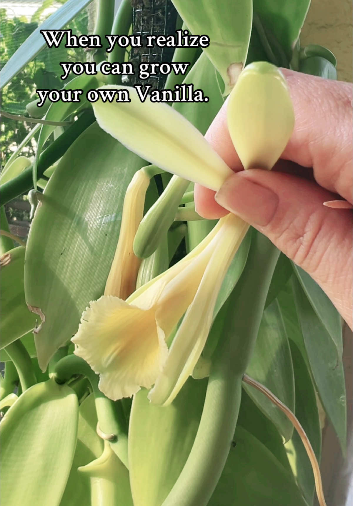 🌱 Vanilla….. #Vanilla #Orchid #GrowFood #Fyp #Plants #Gardening #GrowYourOwn 