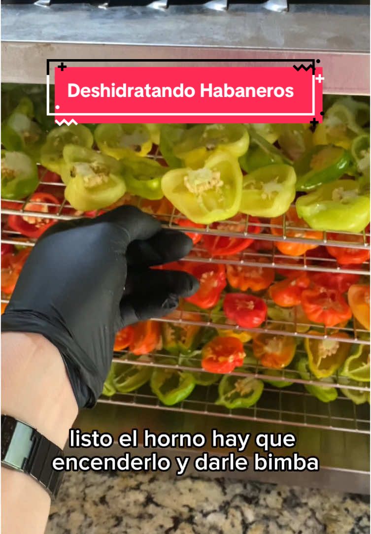 Metimos unos habaneros al deshidratador y vean el resultado 😱🫶🏼😍 Qué deshidratamos ahora ?  #deshidratando #habanero #chileseco #deshidratadora 