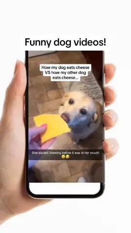 Part 3 | Funny dog videos! #funnydogs #funnypets #funnyanimals 