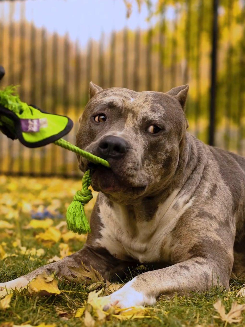 Playing tug with their platypus toy 😍🐾🐾🍁🍂🍁 . #merle_mansion_bullies #puppy #puppies #pitbull #pitbulls #xxlpitbull #xlpitbull #minneapolis #minnesota #xlamericanbully #americanbullies #americanbully #xlbullies #xlamericanbully #xlbully 