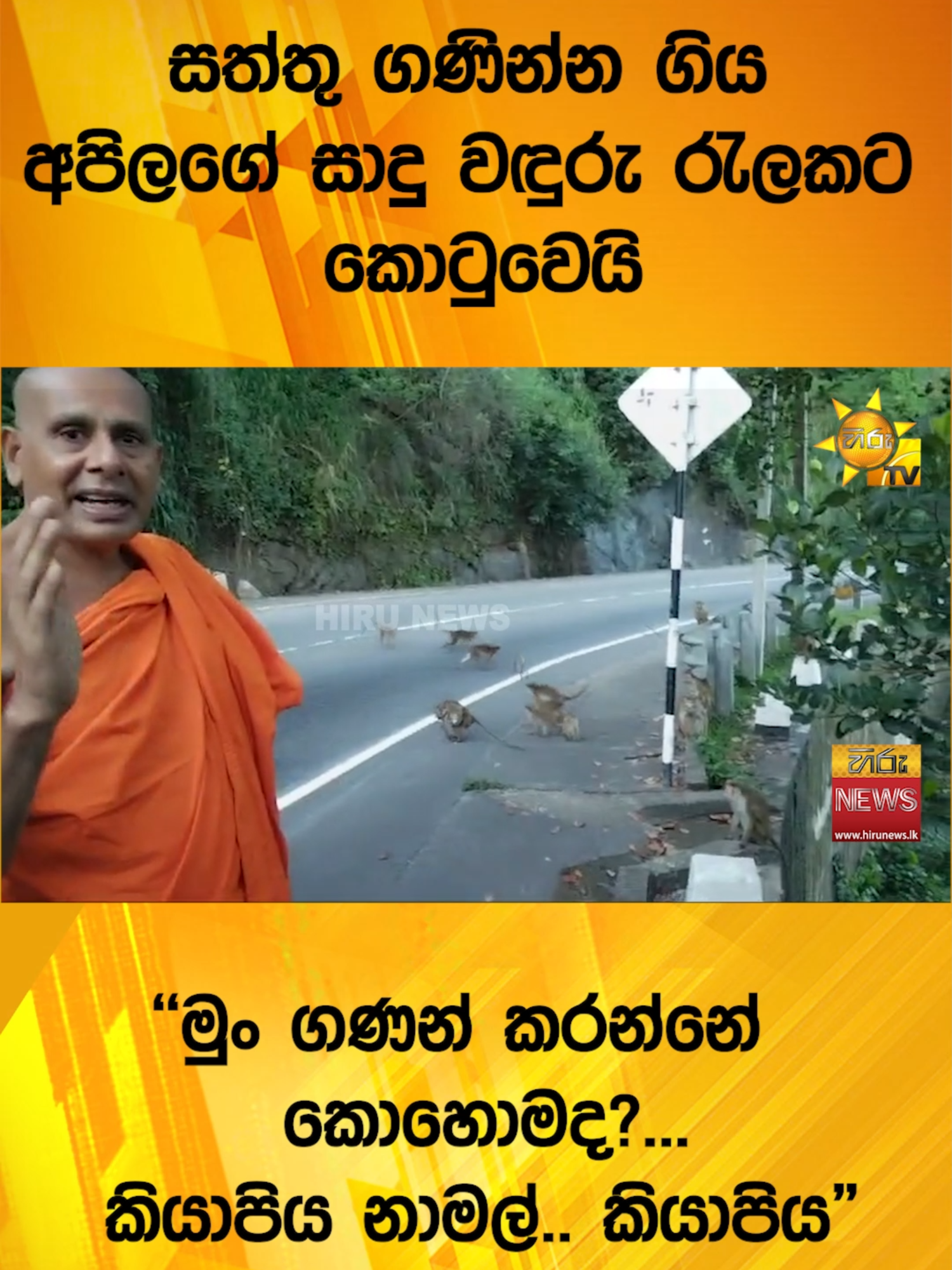 සත්තු ගණින්න ගිය අපිලගේ සාදු වඳුරු රැලකට කොටුවෙයි - 