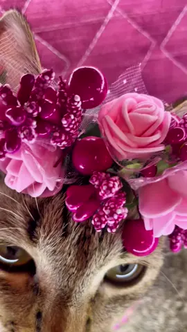 Спогади) #цьогодня #dc #pourtoi #fyp #fypp #fyppppppppppppppppppppppp #pov #recommendations #viral_video #viral_video #ukraine #fypシ゚ #dúo #cat #onthisday 