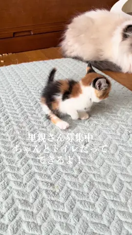 里親さん募集してます。再投稿お願いします。#ハンデ猫 #保護猫 #猫のいる暮らし #猫好きさんと繋がりたい #cat #猫 