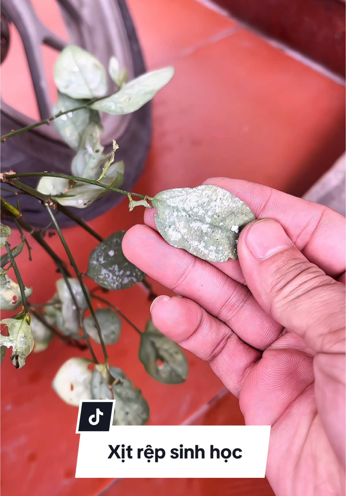 Chai xịt rệp thảo dược hương sen cho hoa và cây cảnh. #xitrepfaster #chaixitrep #chaixitrepcaycanh 