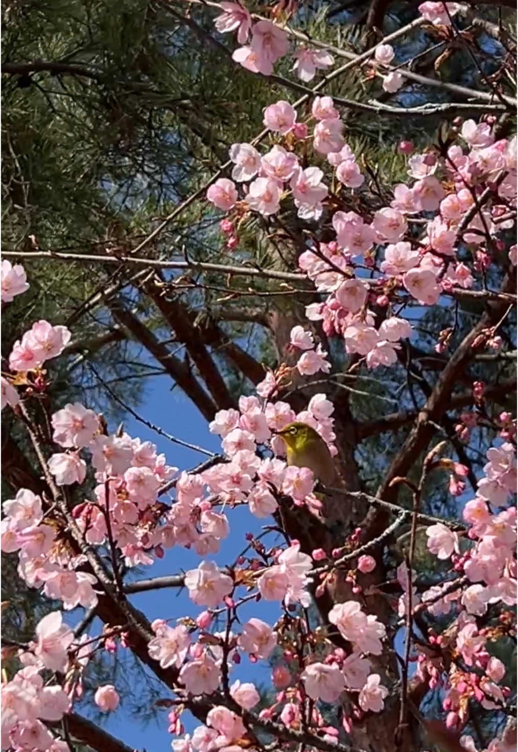 春ですね🌸 メジロが可愛いですね🥰🌸✨ 今年もたくさんの桜🌸見たいですね🥰💗✨ It's spring 🌸  The white-eye is lovely 🥰🌸✨  I hope to see many more cherry blossoms 🌸 this year 🥰💗✨ . #桜 #メジロ #春 #spring #sakura #cherryblossom #京都旅行 