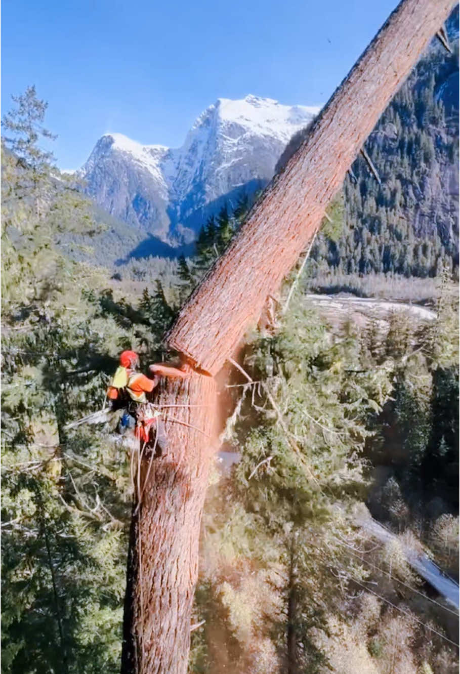 Cut down a giant tree #teework #teecutting #amazing #machineryequipment 
