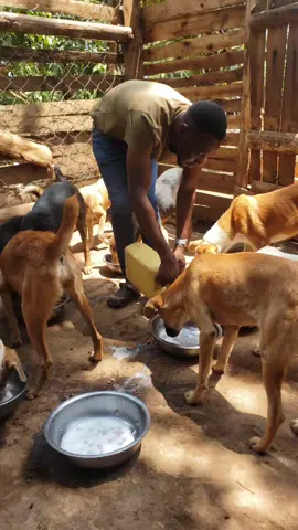 just consider supporting our work that we keep doing it  may God bless you 🙏 ❤️  #lovedogs #lovedogs #foryou #foryoupage #helpgoviral #dogfood #animal #dogsoftiktok 