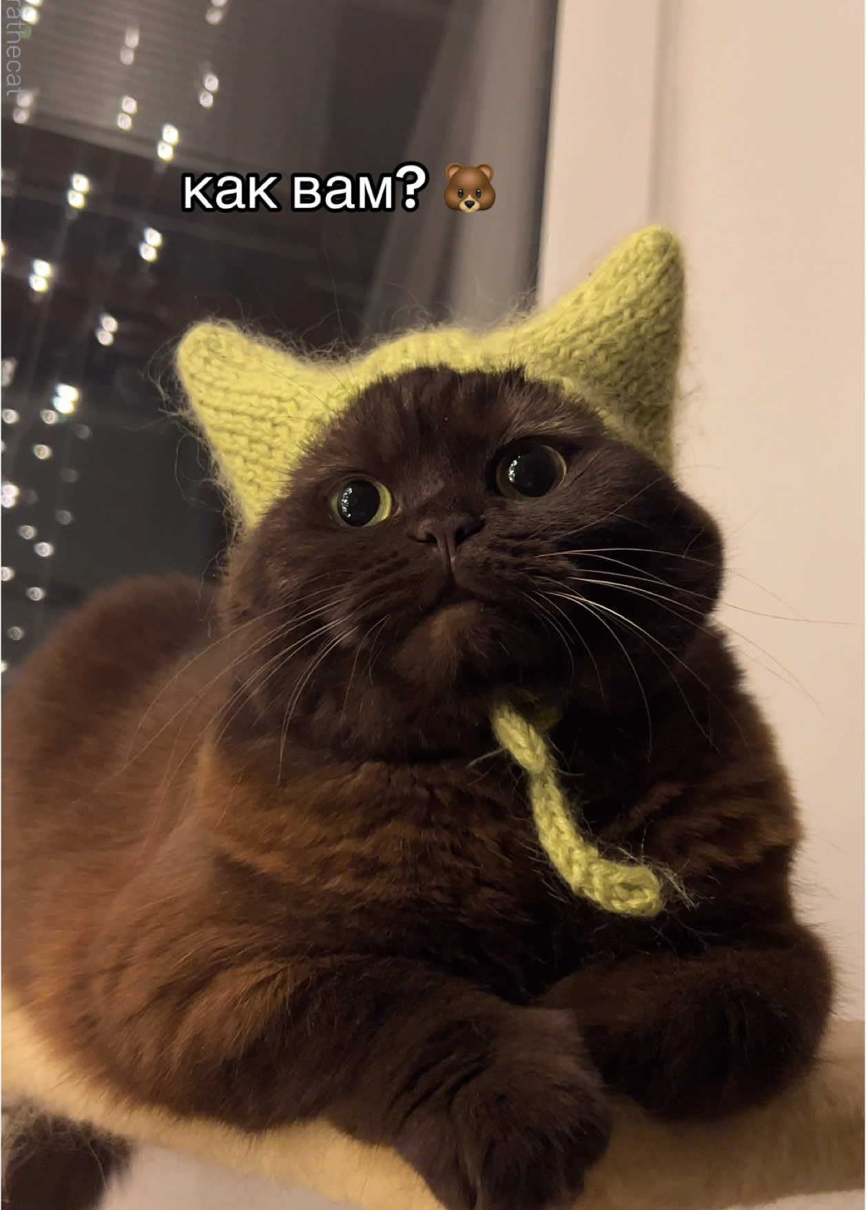 🐻 #britishshorthair #PetsOfTikTok #британскаякошка #питомецвтикток #britishcat #catsoftiktok 