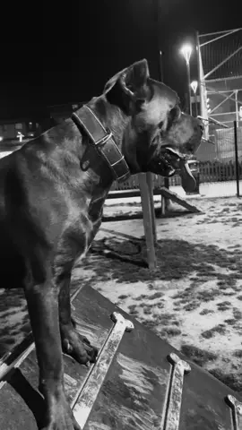 aslan kızım aryaa.                                #fypシ゚ #canecorso #fy #fypage #dogsoftiktok #canecorsoitaliano #f 