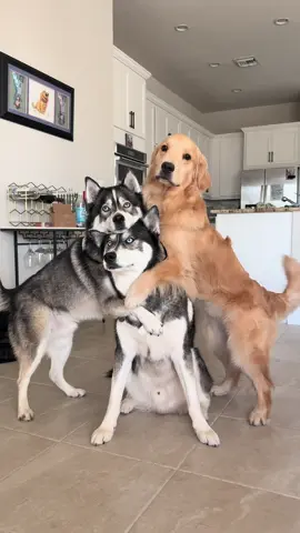I didn’t realize how big Mav got until we did this selfie again 🥹  #dogsoftiktok #dogsoftiktokviral #husky #goldenretriever 