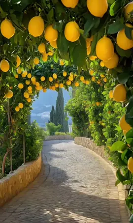 Basking in the Golden Glow of a Lemon Wonderland🍋 🌊☀️ #TravelAesthetic  #LemonVibes #SunnyMood #CitrusParadise #GoldenHour #LemonGarden #SunshinePath #MediterraneanDream #TravelAesthetic #NatureLover #ScenicView #AestheticVibes #Sunkids #SummerFeels #NaturePhotography #PeacefulPlaces #DreamyScenery #BeautifulDestinations #TravelGram #CitrusLove #ItalyVibes