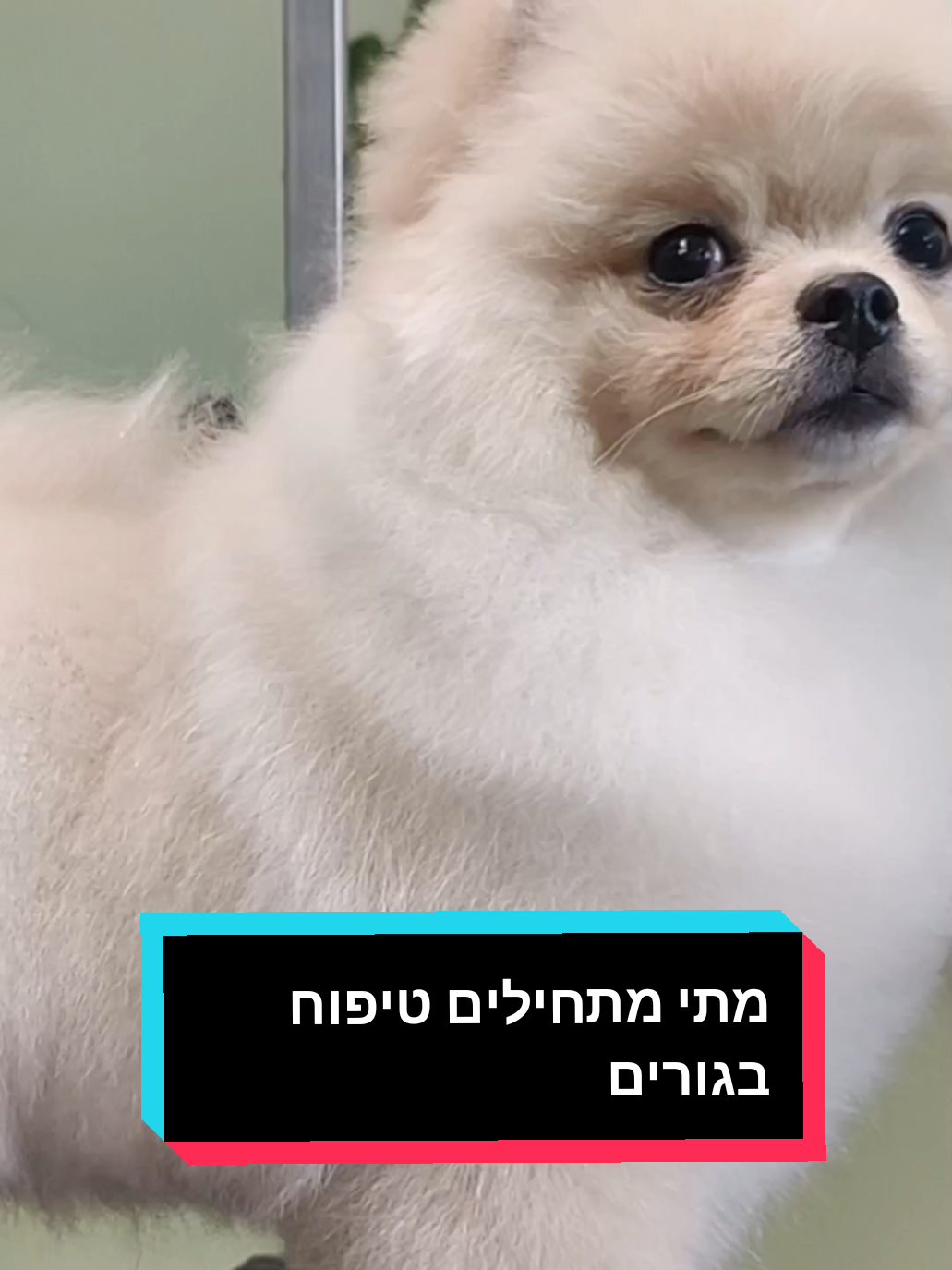 טיפוח גורים מתי ולמה  #sweet #dog #pomkennel #unicorn #Love #eldadsharon #joybellom #pomkennel  #doggroomer #פומרניאן #פודל #בישון #מלטז #ספרכלבים #טיפוח