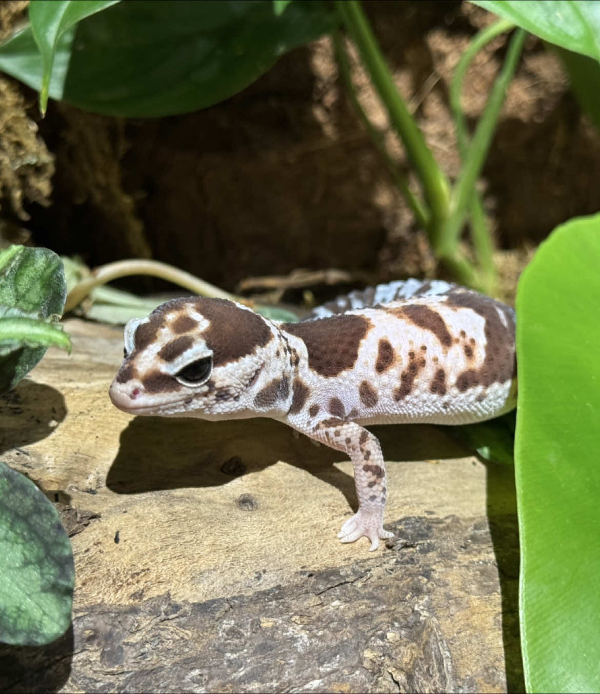 This is how we feed our Fat Tail Gecko 😍🦎 #fattailedgecko #gecko #ckexoticpetstudio #kotakinabalu #newstockarrived #newstock #fyp #fyppppppppppppppppppppppp 